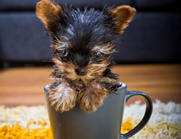  Самая маленькая собачка в мире 